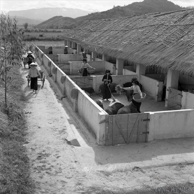 Khu vực chuồng trại nuôi lợn của HTX Hồng Thanh, Lai Châu được xây dựng theo sự hướng dẫn kỹ thuật của huyện và từng bước áp dụng khoa học kỹ thuật vào chăn nuôi (1975). Ảnh: Anh Tuấn – TTXVN