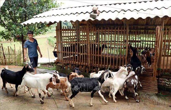 Gia đình anh Trịnh Tú Anh (xóm Hợp Thành, xã Trung Hội, huyện Định Hoá) nuôi dê thương phẩm, dê giống mỗi năm xuất bán 4- 5 tấn, cho thu nhập hơn 200 triệu đồng. Ảnh: Trần Trang-TTXVN