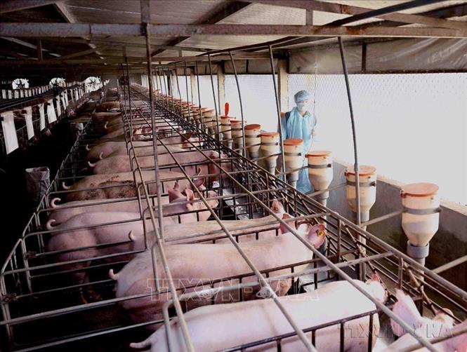 Trang trại chăn nuôi lợn khép kín đảm bảo an toàn dịch bệnh mang lại hiệu quả kinh tế cao ở xã Tiên Kiên, huyện Lâm Thao (Phú Thọ), là mô hình điểm của tỉnh về chuỗi liên kết. Ảnh: TTXVN 