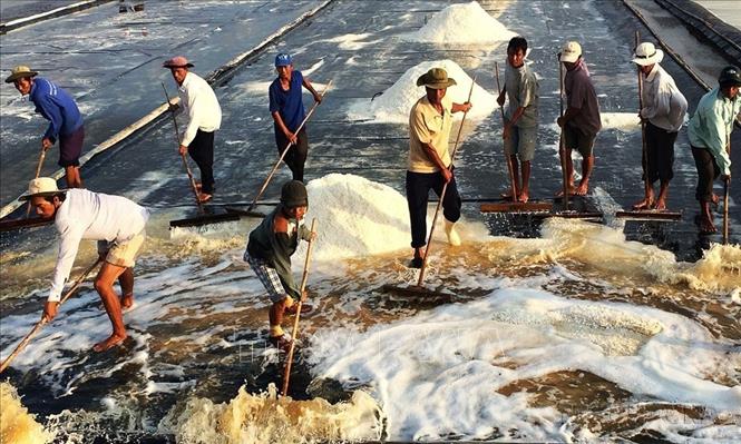 Nền nông nghiệp Việt Nam đã chuyển từ tự cung, tự cấp sang sản xuất hàng hóa đa dạng và trở thành quốc gia xuất khẩu nông sản hàng đầu trên thế giới. Trong ảnh: Diêm dân Bạc Liêu phấn khởi vì muối được mùa, trúng giá. Ảnh: Huỳnh Sử- TTXVN