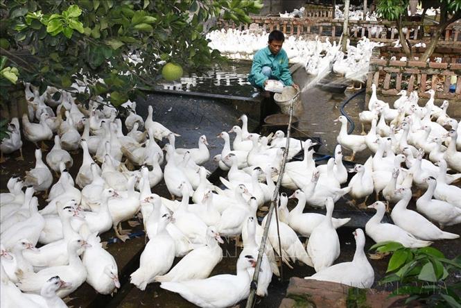 Nền nông nghiệp Việt Nam đã chuyển từ tự cung, tự cấp sang sản xuất hàng hóa đa dạng và trở thành quốc gia xuất khẩu nông sản hàng đầu trên thế giới. Trong ảnh: Trang trại chăn nuôi thủy cầm, mô hình khép kín an toàn sinh học, của một hộ ở huyện Việt Yên ( Bắc Giang, 8/2010). Ảnh : Đình Huệ - TTXVN