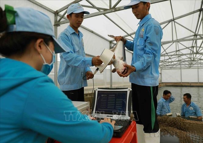 Các mô hình ứng dụng công nghệ vào sản xuất nông nghiệp đem lại hiệu quả kinh tế rõ rệt, nâng cao chất lượng nông sản, đảm bảo về môi trường và sức khỏe người tiêu dùng Việt Nam. Trong ảnh: Kiểm tra mã số được ứng dụng gắn chip điện tử vào cá để theo dõi cho sinh sản theo cặp bố mẹ, đảm bảo cho chất lượng con giống tốt nhất của Tập đoàn Việt – Úc. Ảnh: Phạm Hậu - TTXVN