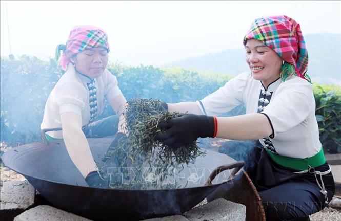 Nông nghiệp là lợi thế quốc gia, mang lại thu nhập cho gần 10 triệu hộ nông dân cùng hàng triệu hộ kinh doanh và doanh nghiệp. Trong ảnh: Cuộc thi hái chè, sao chè của nông dân Lai Châu (2024). Ảnh: Quý Trung – TTXVN