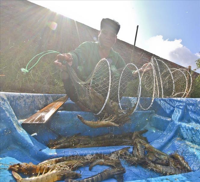Nền nông nghiệp Việt Nam đã chuyển từ tự cung, tự cấp sang sản xuất hàng hóa đa dạng và trở thành quốc gia xuất khẩu nông sản hàng đầu trên thế giới. Trong ảnh: Niềm vui trúng vụ tôm nuôi thuận thiên của nông dân ấp 6, xã Lương Nghĩa (huyện Long Mỹ, tỉnh Hậu Giang). Ảnh: Duy Khương - TTXVN