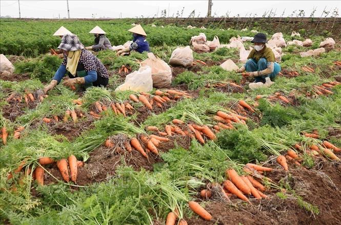  Rau quả Việt Nam đang vươn lên mạnh mẽ, đứng trong nhóm 15 quốc gia xuất khẩu hàng đầu, nhờ lợi thế khí hậu đa dạng, năng lực chế biến sâu và sự bứt phá của các doanh nghiệp trẻ. Trong ảnh: Cà rốt là một trong những cây rau chủ lực của tỉnh Hải Dương, xuất khẩu sang thị trường Hàn Quốc, Nhật Bản, châu Âu, Malaysia, Singapore, Thái Lan và các nước khu vực Trung Đông. Ảnh: Vũ Sinh - TTXVN