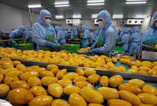 Từ một nước đói nghèo, Việt Nam đã vươn lên trở thành một trong những cường quốc sản xuất và xuất khẩu nông sản của thế giới. Trong ảnh: Chế biến nông sản xuất khẩu của Công ty B’LaoFood, khu công nghiệp Lộc Sơn, thành phố Bảo Lộc. Ảnh: Vũ Sinh - TTXVN
