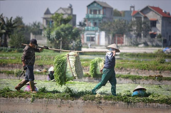  Rau cần Hoàng Lương  (Hiệp Hòa, Bắc Giang) được xuất khẩu sang một số thị trường thế giới: Hàn Quốc, Thái Lan, Trung Quốc, Nga…mang lại hiệu quả kinh tế cao và tạo nhiều việc làm cho người lao động địa phương. Ảnh: Danh Lam - TTXVN