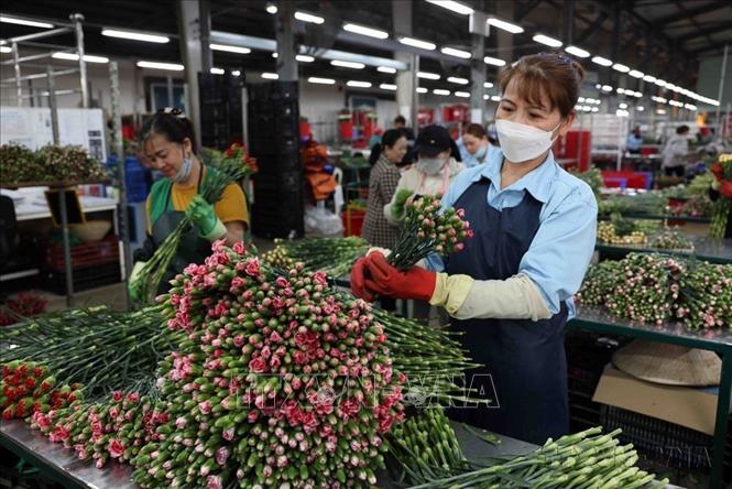 Từ một nước đói nghèo, Việt Nam đã vươn lên trở thành một trong những cường quốc sản xuất và xuất khẩu nông sản của thế giới. Trong ảnh: Dalat Hasfarm – công ty sản xuất hoa tươi lớn nhất Việt Nam phục vụ thị trường trong nước và xuất khẩu sang Nhật Bản, Thái Lan, Hà Lan, Đan Mạch… Ảnh: Vũ Sinh - TTXVN