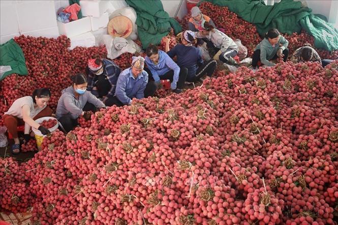  Vải thiều chính vụ được thu mua tại một điểm cân ở Phố Kim, huyện Lục Ngạn (Bắc Giang). Ảnh: Danh Lam - TTXVN