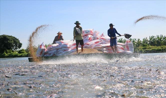 Từ một nước đói nghèo, Việt Nam đã vươn lên trở thành một trong những cường quốc sản xuất và xuất khẩu nông sản của thế giới. Trong ảnh: An Giang có 27 cơ sở, vùng nuôi cá tra với diện tích trên 382 ha cung cấp nguyên liệu xuất khẩu sang thị trường Hoa Kỳ (2023). Ảnh: Công Mạo - TTXVN