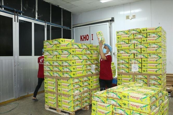 Việt Nam hiện đã xuất khẩu nông sản tới hơn 190 quốc gia và vùng lãnh thổ - một con số cho thấy vị thế của nông nghiệp Việt Nam trong chuỗi cung ứng lương thực, thực phẩm toàn cầu. Trong ảnh: Vận chuyển thanh long đóng gói vào phòng lạnh để đưa đi xuất khẩu. Ảnh: Thanh Bình-TTXVN