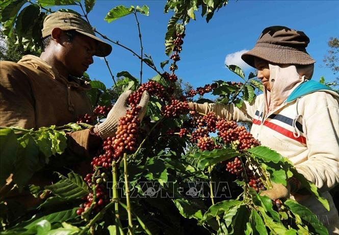 Với cà phê, Việt Nam tiếp tục giữ vững vị thế thứ hai thế giới, chỉ sau Brazil. Trong ảnh: Thu hoạch cà phê ở vùng trồng của Công ty Simexco Daklak (thành phố Buôn Ma Thuột, Đắk Lắk). Ảnh: Vũ Sinh - TTXVN