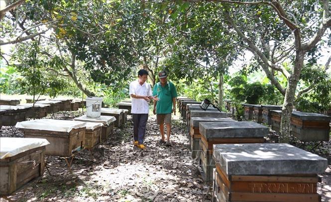 Ông Lê Lộc Quân (46 tuổi, xã Dầu Giây, tỉnh Đồng Nai) từng bước gây dựng thương hiệu mật ong Việt Nam vươn ra thị trường quốc tế. Không chỉ là một nông dân sản xuất giỏi với doanh thu 25 tỷ đồng/năm, ông còn là người tiên phong ứng dụng kỹ thuật mới để nuôi ong công nghệ cao, góp phần khẳng định vị thế mật ong Việt Nam trên bản đồ xuất khẩu nông sản thế giới (2025). Ảnh: Lê Xuân-TTXVN