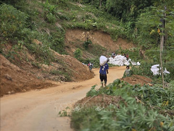 Người dân xã Trà Linh (thành phố Đà Nẵng) khẩn trương thu hoạch diện tích mì còn sót lại bên cạnh điểm sạt lở. Ảnh: Khoa Chương - TTXVN