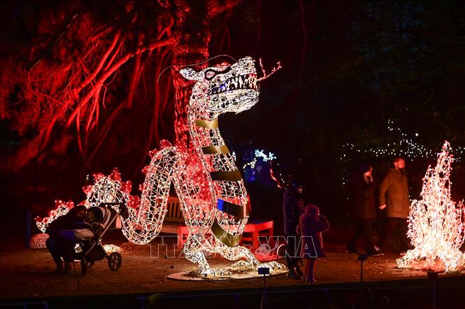 Lễ hội ánh sáng mang tên “Vườn thực vật kỳ ảo” đang diễn ra tại Vườn Bách thảo Đại học Warszawa ở Warsaw, Ba Lan. Du khách đến với Lễ hội sẽ được chiêm ngưỡng những tác phẩm điêu khắc được làm từ hàng triệu bóng đèn led xen lẫn với cây cối trong vườn, tạo nên cảnh tượng lung linh, huyền ảo. Ảnh: THX/TTXVN 