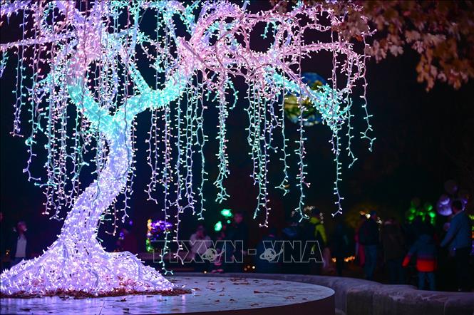 Lễ hội ánh sáng mang tên “Vườn thực vật kỳ ảo” đang diễn ra tại Vườn Bách thảo Đại học Warszawa ở Warsaw, Ba Lan. Du khách đến với Lễ hội sẽ được chiêm ngưỡng những tác phẩm điêu khắc được làm từ hàng triệu bóng đèn led xen lẫn với cây cối trong vườn, tạo nên cảnh tượng lung linh, huyền ảo. Ảnh: THX/TTXVN 