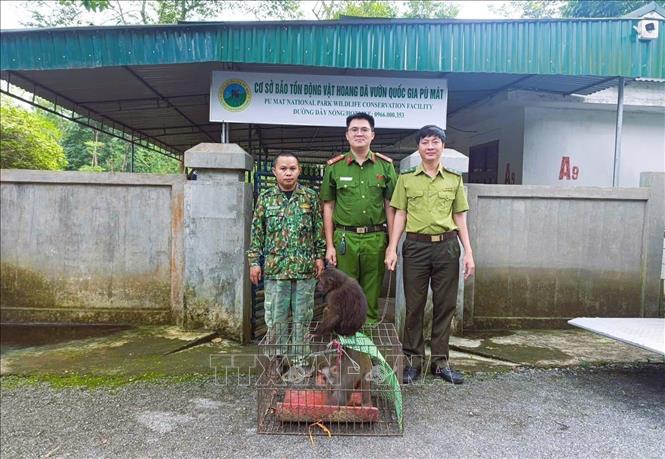 Pu Mat National Park in Nghe An province receives two adult macaques - a stump-tailed macaque and an Assam macaque which were discovered and secured by local residents after they wandered into their homes. Photo by courtesy/VNA