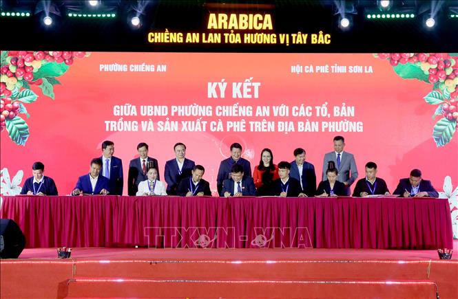 Ký cam kết hợp tác phát triển sản xuất, chế biến và tiêu thụ cà phê giữa Ủy ban nhân dân phường Chiềng An và các bản, hợp tác xã và doanh nghiệp trên địa bàn. Ảnh: Quang Quyết - TTXVN