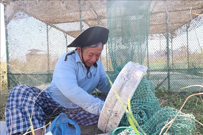 Người nuôi tôm hùm phường Quy Nhơn Đông đang khắc phục lại lồng nuôi để chuẩn bị cho vụ nuối mới 2026. Ảnh: Hải Âu - Kha Phạm/TTXVN