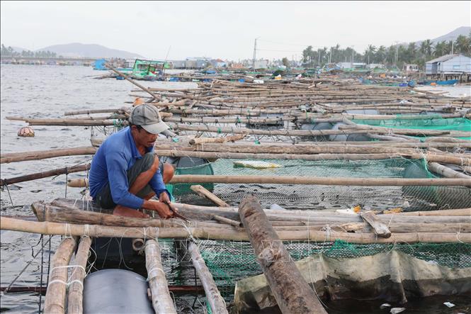 Người nuôi trồng hải sản trong đầm Cù Mông (tỉnh Đắk Lắk) nỗ lực làm lại lồng, bè nuôi vừa nuôi lại số ít cá còn sót lại sau bão, vừa chuẩn bị cho vụ nuôi mới. Ảnh: Hải Âu - Kha Phạm/TTXVN