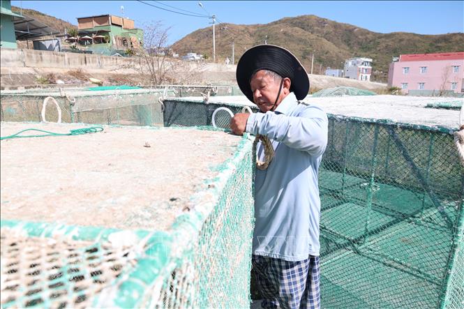 Người nuôi tôm hùm phường Quy Nhơn Đông đang khắc phục lại lồng nuôi để chuẩn bị cho vụ nuối mới 2026. Ảnh: Hải Âu - Kha Phạm/TTXVN