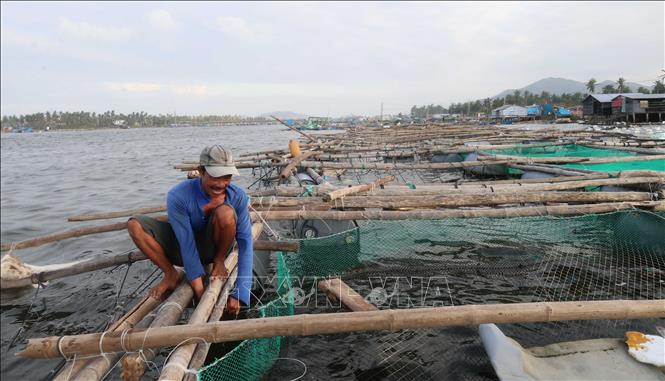 Người nuôi trồng hải sản trong đầm Cù Mông (tỉnh Đắk Lắk) nỗ lực làm lại lồng, bè nuôi vừa nuôi lại số ít cá còn sót lại sau bão, vừa chuẩn bị cho vụ nuôi mới. Ảnh: Hải Âu - Kha Phạm/TTXVN
