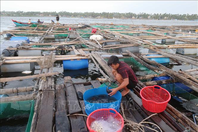 Người nuôi trồng hải sản trong đầm Cù Mông (tỉnh Đắk Lắk) nỗ lực làm lại lồng, bè nuôi vừa nuôi lại số ít cá còn sót lại sau bão, vừa chuẩn bị cho vụ nuôi mới. Ảnh: Hải Âu - Kha Phạm/TTXVN