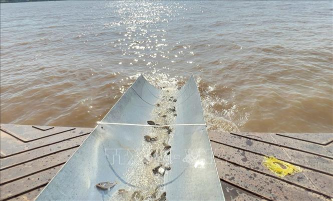 Hơn 215.500 cá con cá giống, trong đó có nhiều loài thủy sản bản địa quý hiếm được thả xuống sông Hậu nhằm tái tại nguồn lợi thuỷ sản. Ảnh: Công Mạo-TTXVN