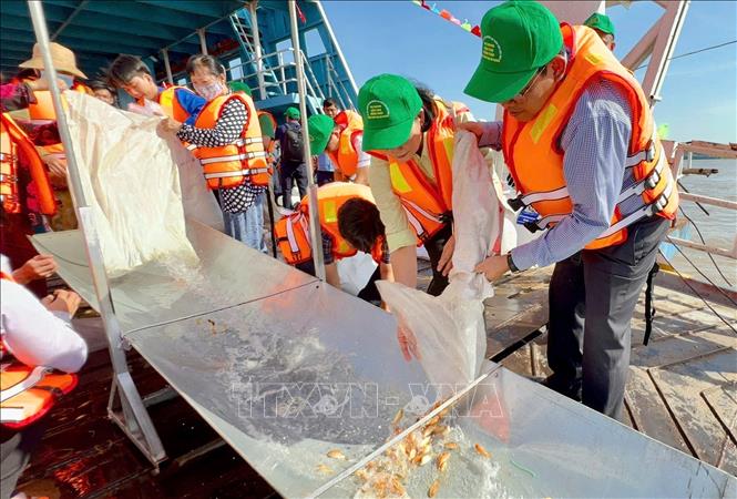 Đại biểu thả cá giống sông Hậu nhầm tái tạo nguồn lợi thuỷ sản cho vùng Đồng bằng sông Cửu Long. Ảnh: Công Mạo-TTXVN