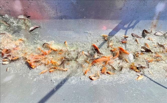 Nhiều loài thủy sản bản địa quý hiếm, đặc hữu của vùng Đồng bằng sông Cửu Long, như: cá hô, vồ cờ, tra dầu, ét mọi, mè hôi, thát lát, chạch lấu, vồ đém, me, mè,... được thả xuống sông Hậu nhằm tái tại nguồn lợi thuỷ sản. Ảnh: Công Mạo-TTXVN