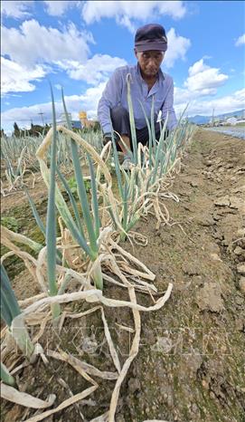 Người nông dân kiểm tra cánh đồng hành lá tại Gangwon, Hàn Quốc khi khu vực này đang phải hứng chịu một đợt hạn hán kéo dài. Ảnh: Yonhap/TTXVN