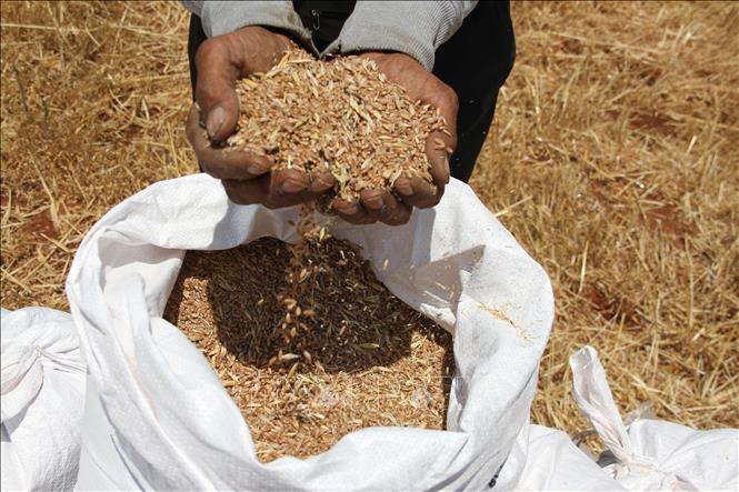 Nông dân thu hoạch lúa mì tại Marjeyoun, Liban. Sản lượng lúa mì tại nhiều khu vực ở Liban năm nay giảm đáng kể do tình trạng hạn hán nghiêm trọng. Ảnh: THX/TTXVN