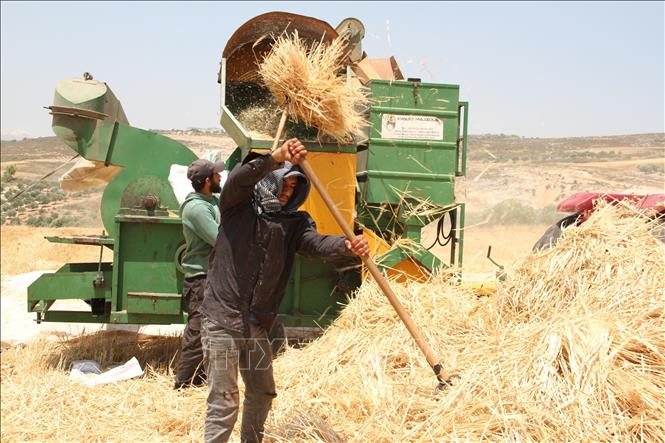Nông dân thu hoạch lúa mì tại Marjeyoun, Liban. Sản lượng lúa mì tại nhiều khu vực ở Liban năm nay giảm đáng kể do tình trạng hạn hán nghiêm trọng. Ảnh: THX/TTXVN