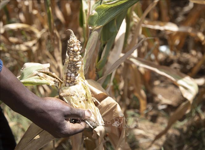 Chất lượng bắp ngô giảm rõ rệt do hạn hán ở Harare, Zimbabwe. Ảnh: THX/TTXVN