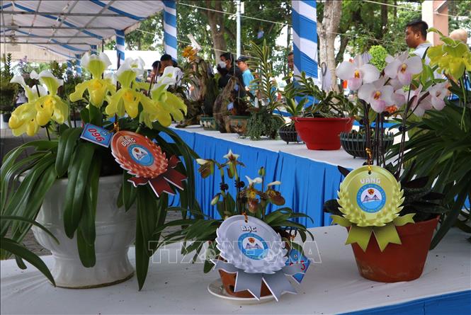 Các tác phẩm hoa lan đạt giải tại hội thi. Ảnh: Lê Thúy Hằng – TTXVN. 