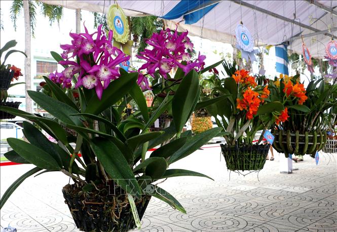 Tác phẩm hoa lan đạt giải tại hội thi. Ảnh: Lê Thúy Hằng – TTXVN. 