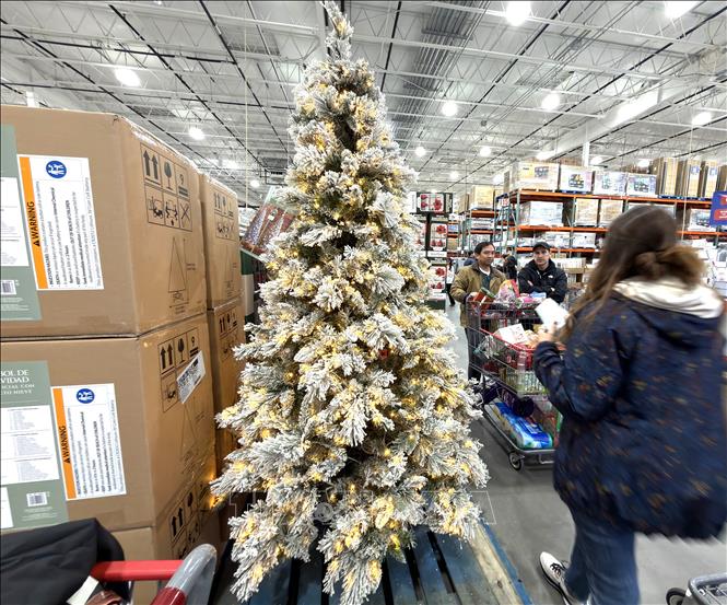 Cây thông Noel giả được bày bán tại một siêu thị ở bang Maryland. Ảnh: Ngọc Quang, PV TTXVN tại Mỹ.