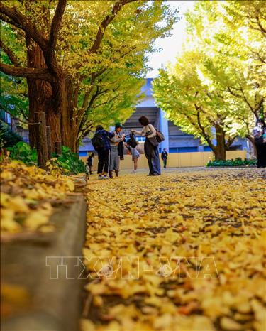  Những chiếc lá vàng trải dài như một tấm thảm dọc theo con đường. Ảnh: Xuân Giao - PV TTXVN tại Nhật Bản