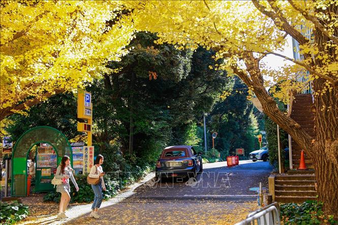 Du khách đi qua một con ngõ nhỏ rợp bóng lá vàng. Ảnh: Xuân Giao - PV TTXVN tại Nhật Bản