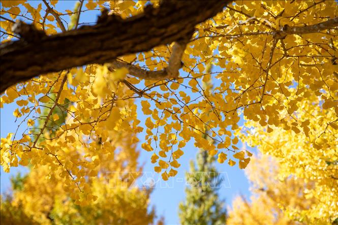 Bạch quả có lá hình như chiếc quạt nên còn có tên gọi gọi là cây 