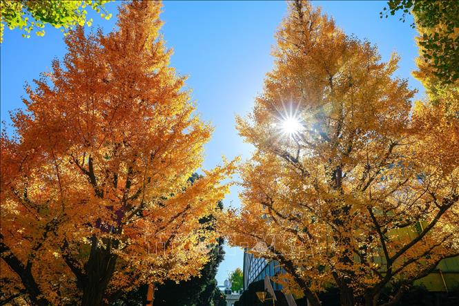 Những cây bạch quả vàng óng dưới ánh nắng mùa Thu. Ảnh: Xuân Giao – PV TTXVN tại Nhật Bản