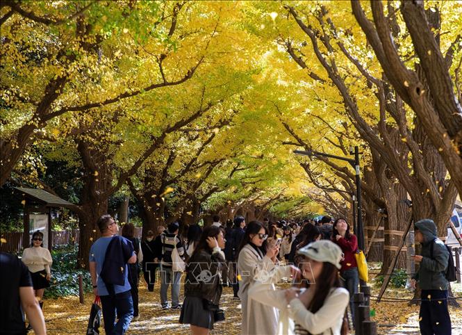 Đông đảo du khách tới đây để chiêm ngưỡng vẻ đẹp rực rỡ của mùa Thu Tokyo. Ảnh: Xuân Giao - PV TTXVN tại Nhật Bản