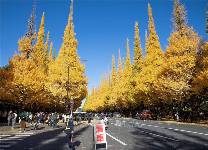 Hàng cây bạch quả tại Đại lộ đã ngả vàng khoảng 90%. Ảnh: Xuân Giao - PV TTXVN tại Nhật Bản