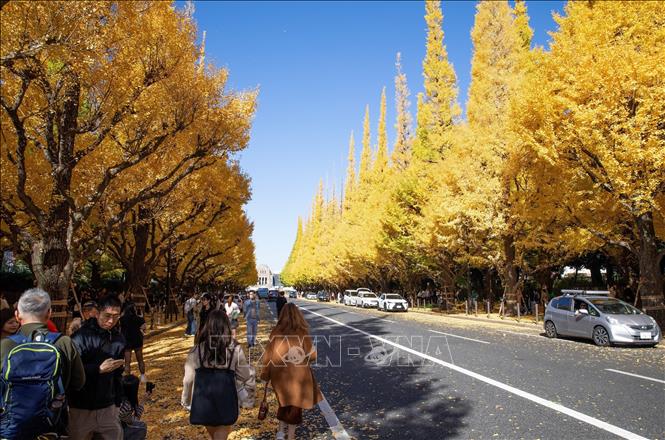 Hàng cây thẳng tắp kéo dài 300 mét trở nên rực rỡ mỗi độ Thu về. Ảnh: Xuân Giao - PV TTXVN tại Nhật Bản