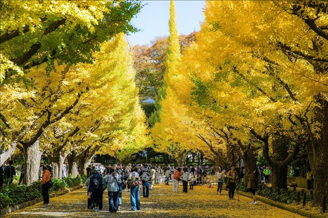 Du khách chụp ảnh trong một con đường nhánh dẫn ra Đại lộ chính. Ảnh: Xuân Giao - PV TTXVN tại Nhật Bản