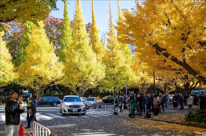 Du khách tấp nập ghi lại khoảng khắc quyến rũ của mùa Thu. Ảnh: Xuân Giao - PV TTXVN tại Nhật Bản