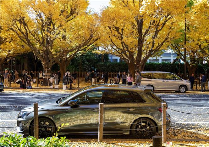 Mọi vật dường như đều tỏa sáng rực rỡ dưới ánh nắng mùa Thu. Ảnh: Xuân Giao – PV TTXVN tại Nhật Bản