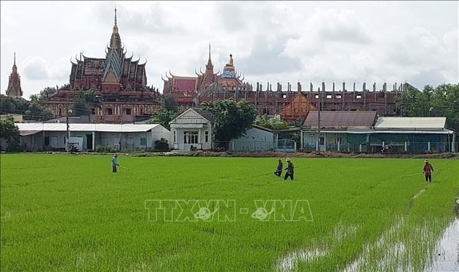Nông dân xã Hưng Hội (Cà Mau) tỉa dặm ở những nơi lúa bị chết nhằm đảm bảo đạt năng suất cuối vụ. Ảnh: Tuấn Kiệt – TTXVN