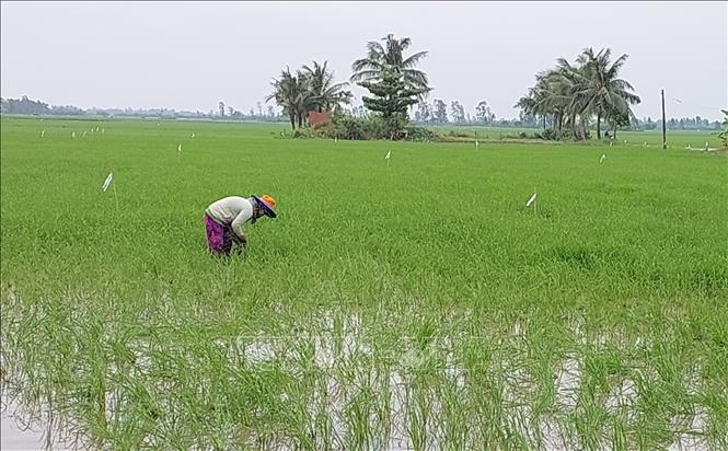 Đối với những diện tích có lúa chết lõm, nông dân tiến hành tỉa dặm giúp lúa phát triển, đảm bảo năng suất cuối vụ. Ảnh: Tuấn Kiệt – TTXVN
