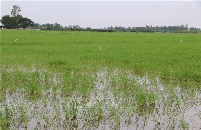 Diện tích lúa bị chết lõm do mưa nhiều. Ảnh: Tuấn Kiệt – TTXVN